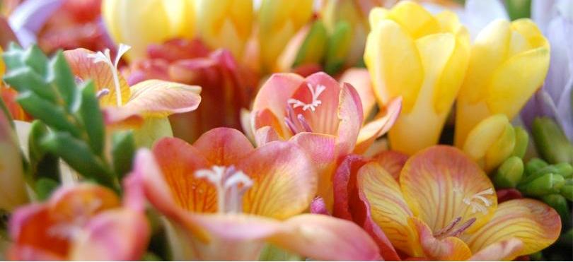Fresias